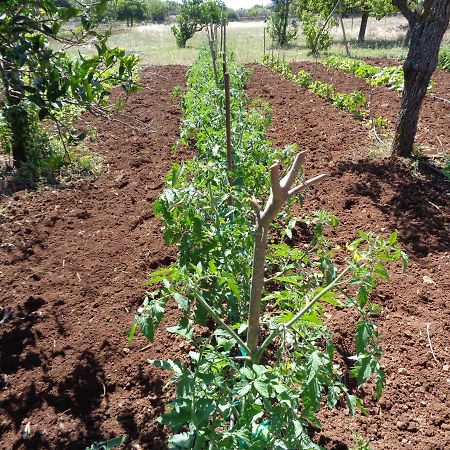 Agroturismo Na Set Centes - Adults Only Artá Εξωτερικό φωτογραφία