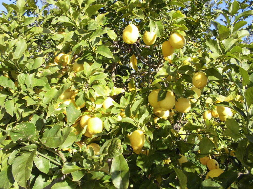 Agroturismo Na Set Centes - Adults Only Artá Εξωτερικό φωτογραφία