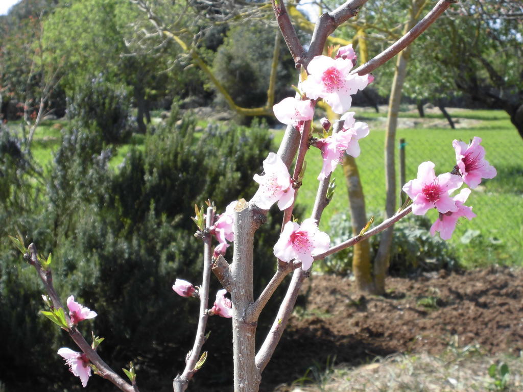 Agroturismo Na Set Centes - Adults Only Artá Εξωτερικό φωτογραφία